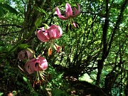 31 Lilium martagon (Giglio martagone)